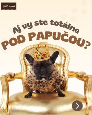 👀 Kto je pánom vášho domova? #dog #dogsofinstagram #panakei #pes #rozkazzněljasně